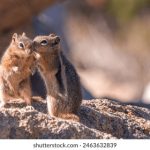 大发国际官网下载的步骤与注意事项详解指南 se4xz