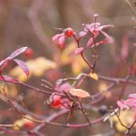 博发彩票:探索彩票背后的精彩与机遇 xv52j