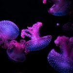 大地娱乐平台:为您带来无限乐趣与精彩活动的天地 zafeqle